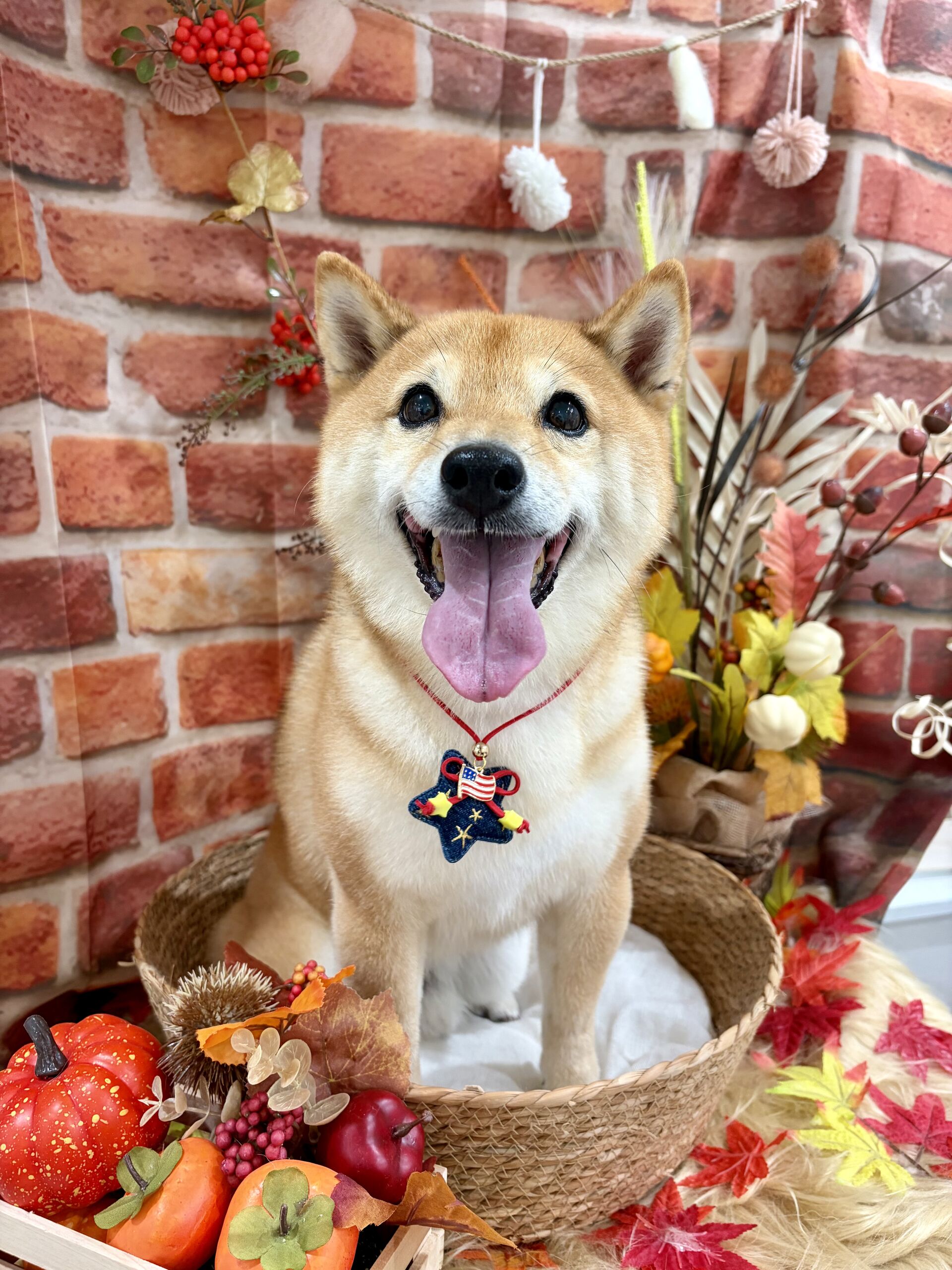 柴犬☆
