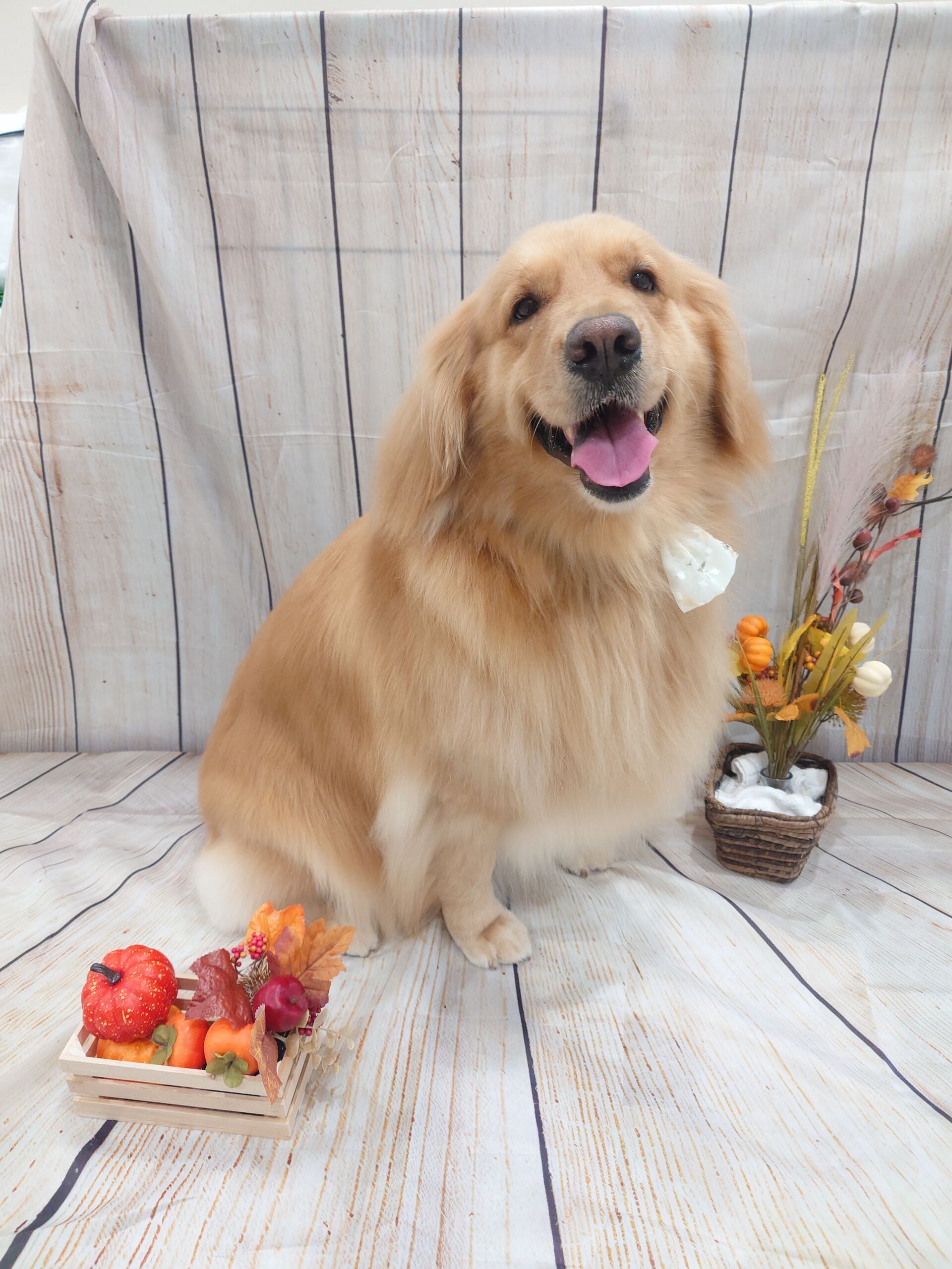 柴犬