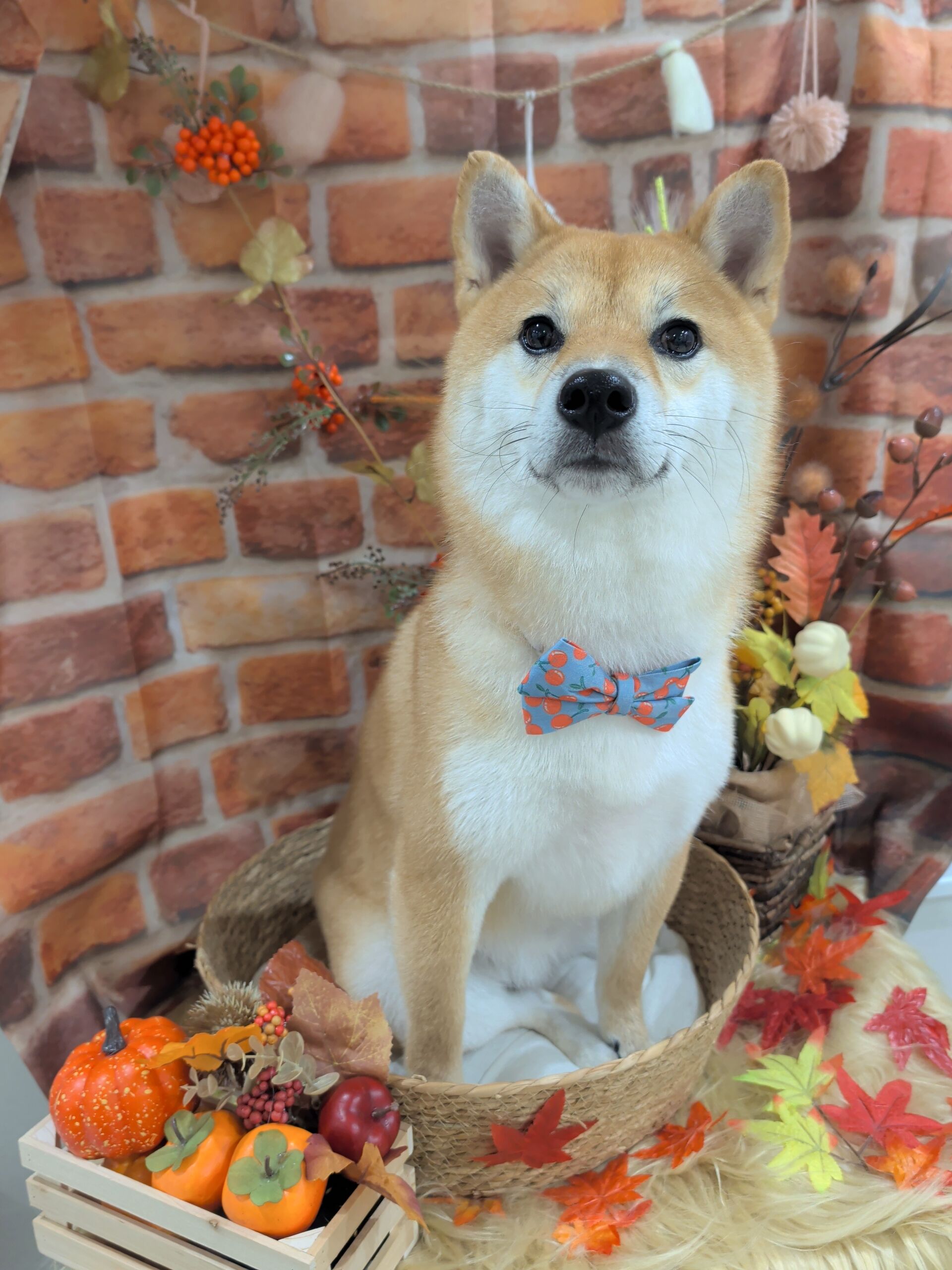 柴犬