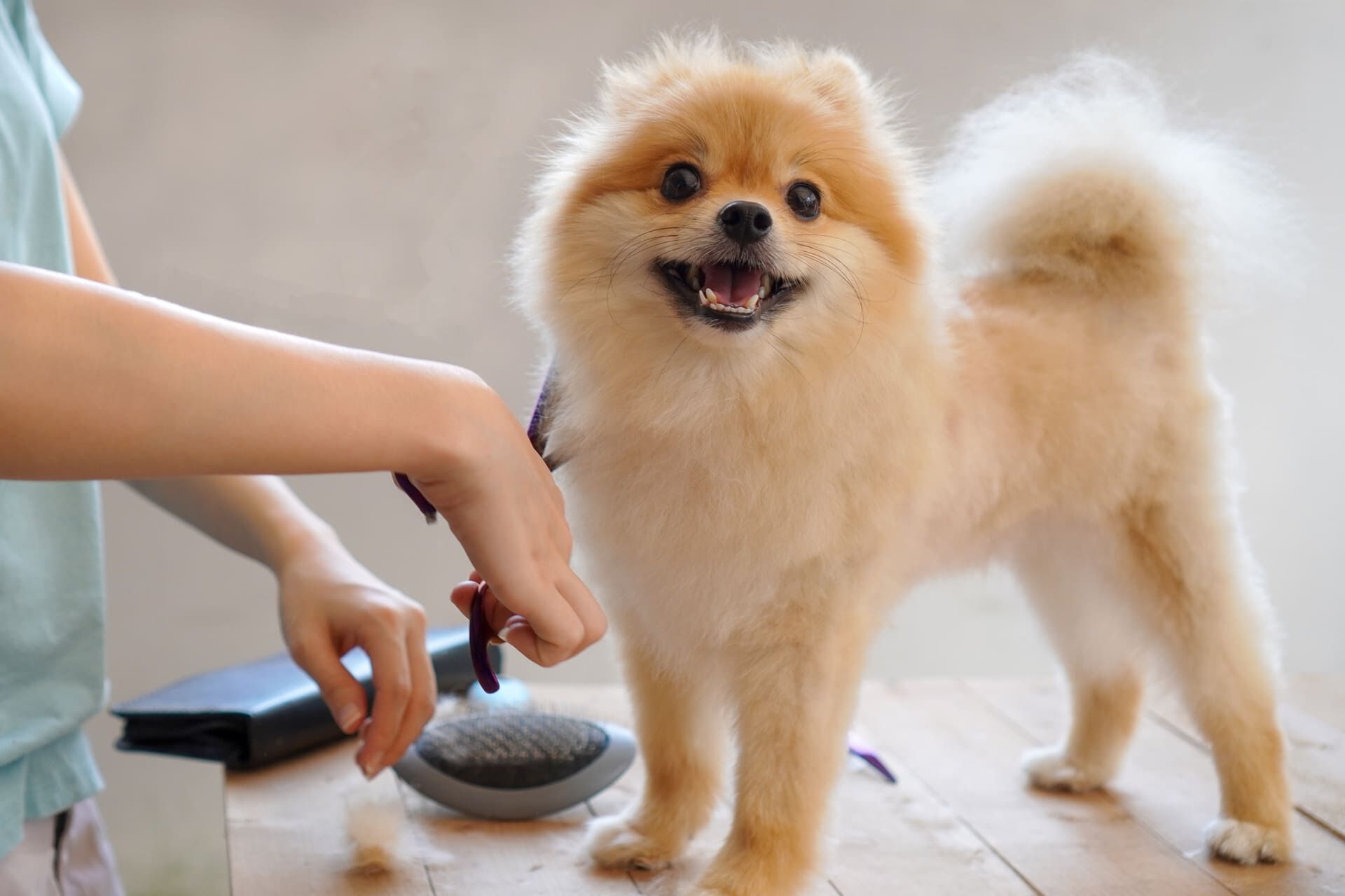 充実のサービスで愛犬に寄り添う