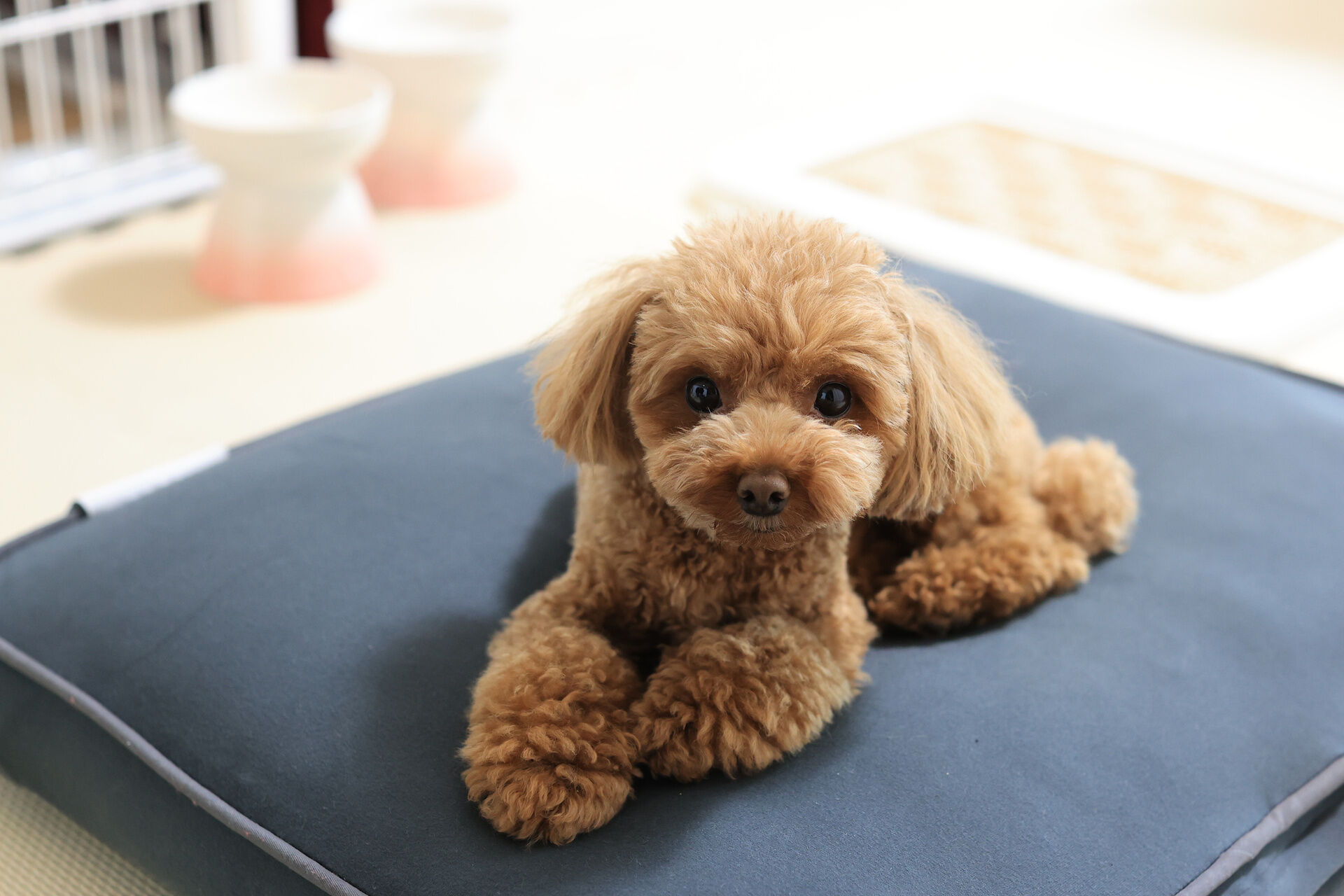 犬
