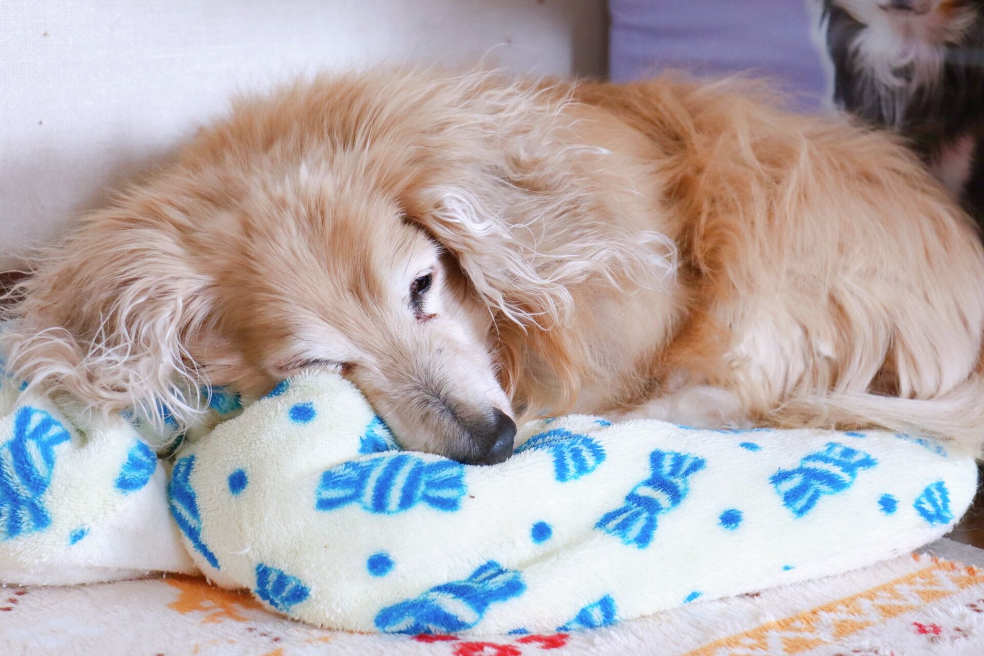 大型犬